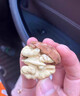 山姆伯伯新鲜核桃【多地次日达】核桃去青皮鲜核桃仁薄纸皮核桃孕妇生核桃 3斤去青皮【较划算】净2斤 A+级优选果丨送夹子 实拍图