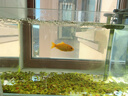 YEE鱼缸金晶超白金鱼裸缸8060家用客厅桌面小草缸龟缸玻璃生态溪流缸 【送上楼】50*27*30*5mm裸缸【新手爱选】 实拍图