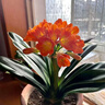 植物多菌灵杀菌剂花卉专用除菌花病康喷剂白粉病炭疽病杀虫剂 单瓶【500ml】带喷头 实拍图