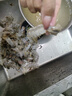 沃鲜汇 大虾海虾 厄瓜多尔白虾 大青虾 生鲜 虾类 海鲜水产 进口鲜活 50/60规格 1.65kg(净重)  盐冻款【净重3.3斤 只只分离】 实拍图