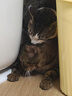 憨憨乐园猫玩具逗猫棒自嗨解闷神器幼猫成猫小猫咪羽毛玩具宠物用品 HL 实拍图