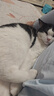 派迪诺（PAIDINUO）宠物猫咪营养排毛化毛套装猫用维生素片200片+猫草片300片 实拍图