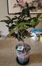 开时果 四季桂花盆栽树苗浓香型 新中式盆景办公室内绿植物源头直发包邮 精品四季桂+砖红加仑盆 【整高约40-50cm左右】 实拍图