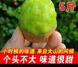 秦岭大山采摘的有毛野生小猕猴桃新鲜采摘孕妇水果绿心5斤包邮甜 5斤野生猕猴桃25-40g（小果） 实拍图