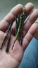 贡苑 花草茶 特优级苦丁茶100克/罐 青山绿水 精选大叶好货花草养生茶 实拍图