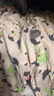 棉花堂【100%棉+抗菌】棉花堂儿童裤子夏装男童长裤女童童装宝宝防蚊裤 米底熊猫 120 实拍图