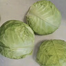 山东新鲜甘蓝包菜卷心菜圆白菜新鲜嫩绿莲花白现摘现发早餐减脂 新鲜包菜 1.5-2斤 人工挑拣 实拍图