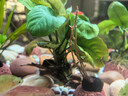 云峰海瑞 水草活体鱼缸造景套餐用品水族箱装饰鱼缸种子沉木活水草 金（斤）钱榕沉木单头 实拍图