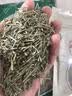 松针松针茶特级野生全松茶高山马尾松针叶泡茶喝新鲜 松针100g 实拍图