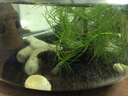 森森（SUNSUN） 鱼缸过滤材料水族滤材陶瓷环麦饭石玻璃环水族箱养鱼套装 7合1滤材1000g 含网袋 实拍图