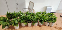双盟绿萝盆栽除甲醛花卉绿植办公室新房净化空气110竖纹盆8盆源头直发 实拍图