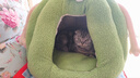 喵仙儿猫窝冬季保暖封闭式猫屋猫咪睡觉毛绒幼猫四季通用狗窝用品 大号 实拍图