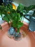 龙鳞春羽水培植物天堂鸟客厅绿萝盆栽花卉富贵竹龟背竹好养的绿植 精品春羽20-25cm【1棵】送营养液 实拍图
