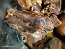 恒都 国产原切牛腱子肉 2斤 冷冻 不含腱子芯 谷饲牛肉 实拍图