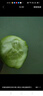 京喜加新鲜无刺水果小黄瓜小青瓜脆甜荷兰脆嫩生吃黄瓜蔬菜 水果黄瓜 1斤 净重 实拍图