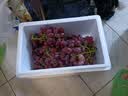 新疆无籽克伦生红提脆甜葡萄马奶新鲜水果应当季水晶无籽提子礼盒 克伦生整箱4斤（JD快递） 实拍图