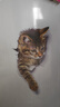 吉朵芸 3D立体视觉可爱小猫贴画卧室床头墙贴寝室宿舍随心帖衣柜冰箱贴装饰贴纸可移除墙纸墙纸壁画 奥西猫3只 实拍图