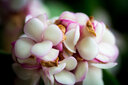 中一（zhongyi） 中一光学 85mm F2.0全画幅人像手动对焦镜头EF\AI\FE\FX 尼康口-黑色 套餐二 实拍图