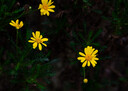 腾龙（Tamron）A063Z 28-75mm F/2.8 Di III VXD G2 大光圈标准变焦 尼康全画幅微单镜头 风光人像（尼康Z卡口） 实拍图