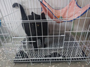憨憨宠猫笼折叠猫笼子大号猫别墅加粗加密双层猫舍猫窝宠物猫咪用品家用 白色 600双层 实拍图