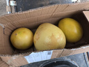 趣鲜语正宗红心柚子蜜柚【爆甜多汁】新鲜当季孕妇水果现摘红肉琯溪礼盒 5斤-【精品款2-3个装净重4.5】 实拍图