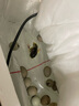 24小时发货 芦丁鸡蛋受精蛋可孵化小鸡学生宠物卢丁鸡种蛋便宜 全色系10枚+2枚备损 实拍图
