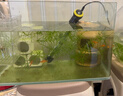 创星鱼缸加热棒电加热器自动恒温水族箱小型乌龟缸加温棒HCH 【短款】黄头AH-50W 实拍图