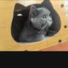 梵都宠舍猫抓板瓦楞纸双层设计猫玩具猫房子猫窝 实拍图