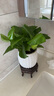 【绿萝盆栽】吸甲醛净化空气水培绿植物懒人花卉好养搬家礼物全 【1盆】绿萝+白色南瓜盆自吸水 整体含盆高度20-25cm 实拍图
