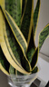 叹为观止大型盆栽金钱榕百合竹金钱树发财树清香木办公室内落地款中型植物 虎皮兰【1.1-1.3米】 不含盆 实拍图