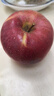 现摘当季云南昭通野生丑苹果冰糖心苹果水果新鲜脆甜大果5/10斤 特大果90mm-95mm脆甜 10斤 实拍图