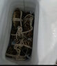 【活蟹】阳澄联合鲜活大闸蟹全母4.5-4.8两 10只生鲜螃蟹去绳足重海鲜礼盒 实拍图