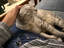 猫罐头 湿粮包猫零食进口成猫猫粮主食妙鲜包85g*24混合味 实拍图