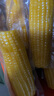 源漠优品有机甜糯黄玉米2025当季 内蒙古沙漠玉米黄金种植带 早餐粗粮杂粮 内蒙有机甜糯玉米袋装250g*5支 实拍图