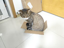 INSTINCT天然百利三文鱼配方全猫粮10磅/4.5kg 实拍图