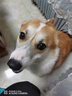 疯狂小狗中大型犬狗粮成幼犬彩虹魔方鸭肉&三文鱼犬粮100g 实拍图