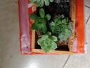两腿跑【送货上门】多肉植物带盆办公室桌面盆栽组合绿植花卉幼儿园盆栽 10棵多肉+木盆+营养土 实拍图