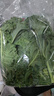 千牛优福羽衣甘蓝250g-500g 新鲜蔬菜沙拉食材 嫩叶甘兰kale健身榨汁 250g【体验装】 实拍图