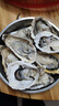 贝司令 鲜活乳山生态生蚝3XL 净重4斤 10-15只 生鲜源头直发 实拍图