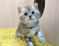 好之味鱼肉海藻软磷脂配方优质蛋白易于消化全价成猫粮10kg全猫种通用 实拍图
