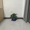 开时果 文竹盆栽桌面摆件盆景 办公室植物竹子水培绿植盆景源头直发包邮 【热销款】舍得紫砂盆+苔藓+底座 实拍图