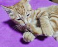 多特思(DOTUS) 猫零食猫条金枪鱼味15g*100支成猫幼猫咪零食湿粮 实拍图
