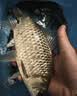 天元全水域纳米浮漂鲢鳙漂综合漂大物漂浅水漂高灵敏行程鱼漂 实拍图