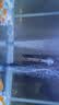 海甲卫 HAKAWIN鱼缸加热棒自动恒温小型加温棒水族箱防爆乌龟加热器 AT103-200 实拍图