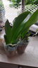 蝴蝶兰盆栽带花剑四季开花客厅室内兰花大苗桌面无花苞花好养易活 光芒---【包开花】送营养液2包 小苗不带花剑 实拍图