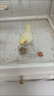 茨格曼玄风虎皮鹦鹉滋养丸饲料鸟食牡丹文鸟画眉营养粮食合成主食500g 实拍图