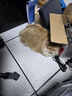 网易严选猫罐头猫湿粮宠物零食猫用浓汤白肉罐头鸡丝虾仁口味85克*12罐 实拍图