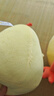 名创优品（MINISO）墩dun鸡系列毛绒公仔玩具卧室教室办公室睡觉抱枕生日礼物小号 实拍图