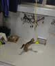 小猫喵喵挂门猫玩具荡秋千吸盘逗猫球小猫咪自嗨解闷神器弹力绳猫咪玩具球 活力黄 实拍图