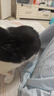 派迪诺（PAIDINUO）宠物猫咪营养排毛化毛套装猫用维生素片200片+猫草片300片 实拍图